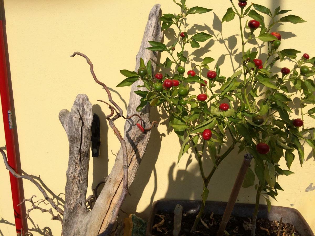 Il Giardino B&B Castelvetro di Modena Exterior foto
